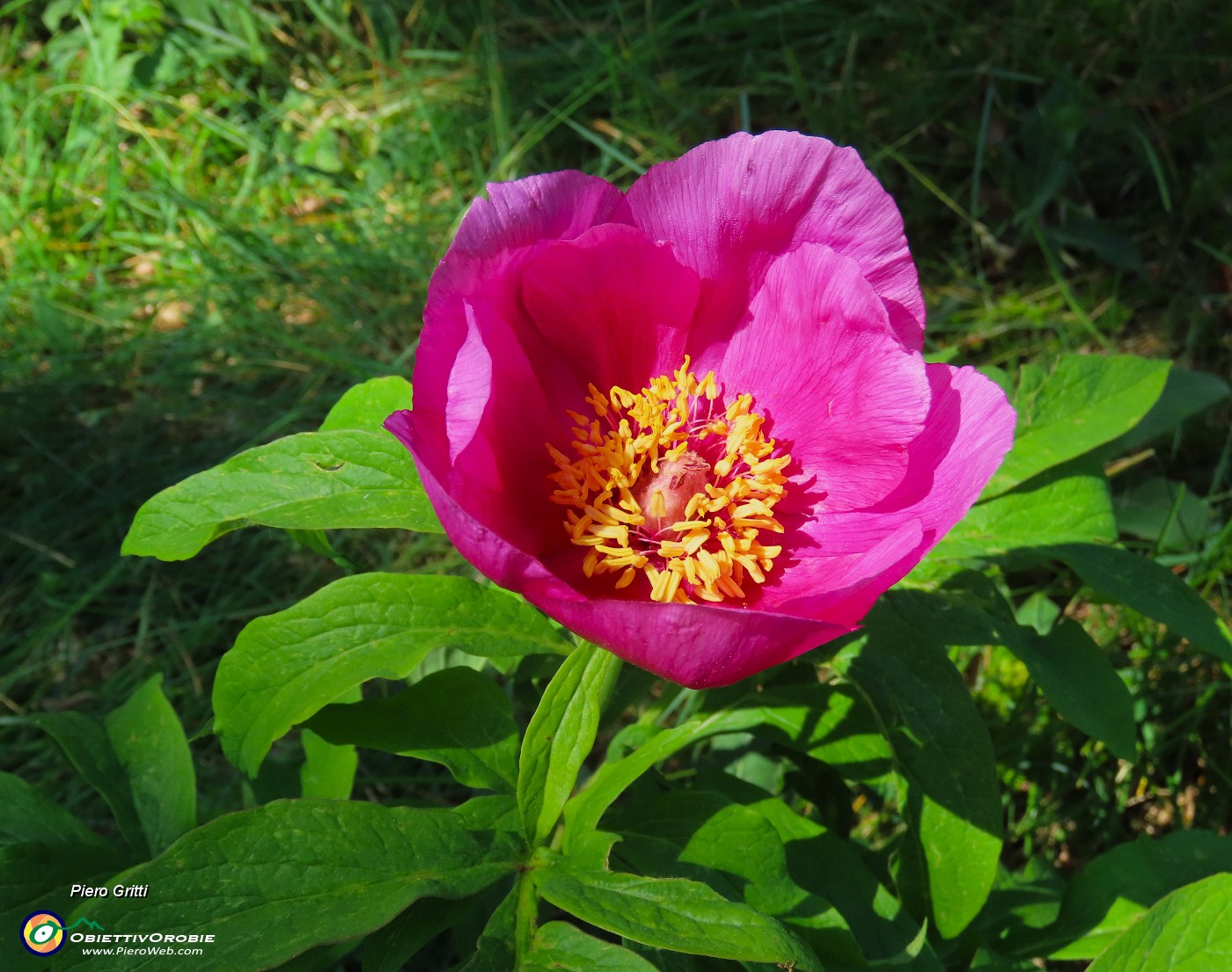 43 Paeonia officinalis- Peonia selvatica-Peonia dello Zucco.JPG